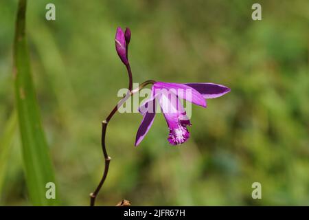 Nahaufnahme der chinesischen Orchidee (Bletilla striata, Bletilla hyazinthina). Orchideenfamilie (Orchidaceae). Verschwommener holländischer Garten im Hintergrund, Juli. Stockfoto