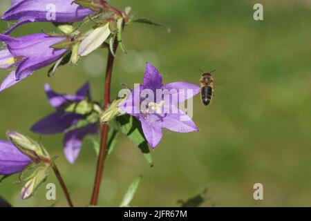 Blühende, mit Brennnesseln blättrige Glockenblume (Campanula trachelium). Glockenblumenfamilie (Campanulaceae). Fliegende verblasste westliche Honigbiene (APIs mellifera) Stockfoto