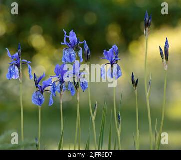Sibirische Iris blüht mit schönen blauen Blumen im Abendlicht Stockfoto