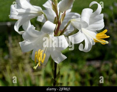 Madonnen-Lilie, Madonnenlilie oder Weisse Lilie ist eine Art der Gattung der Lilien und eine wichtige Heilpflanze. Madonnenlilie, Madonnenlilie oder weiß Stockfoto