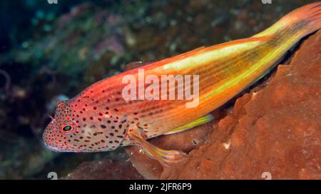 Sommersprossen-Falkenfisch, Paracirrhites forsteri, Coral Reef, Bunaken National Marine Park, Bunaken, Nord-Sulawesi, Indonesien, Asien Stockfoto