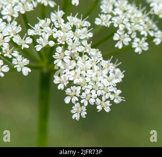 Giersch, Aegopodium podagraria, gehoert zu den Wildkräeutern und Wildgemuese. You is a Wildpflanze with weissen Bluetens. You is a want Heil Stockfoto