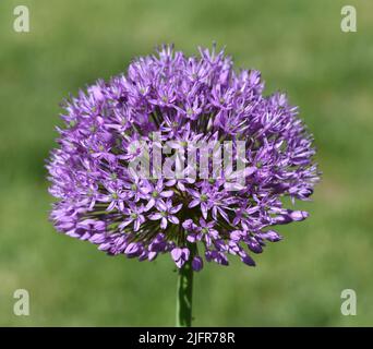 Zierlauch, Riesenlauch, Allium Giganteum ist eine wunderschoene Zierpflanze im Garten und hat lila Blueten. Zierpflanzen Lily, riesige Lily, Allium Gigant Stockfoto