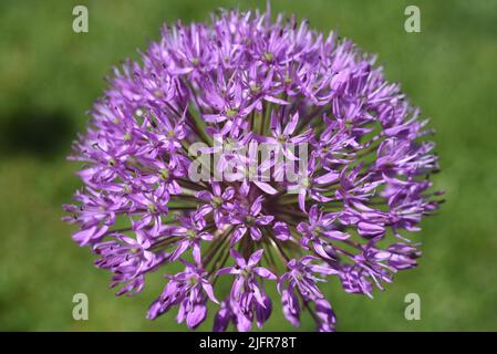 Zierlauch, Riesenlauch, Allium Giganteum ist eine wunderschoene Zierpflanze im Garten und hat lila Blueten. Zierpflanzen Lily, riesige Lily, Allium Gigant Stockfoto