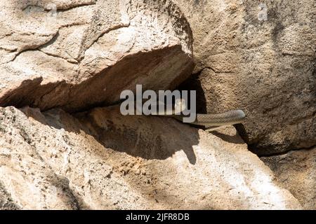 Eine schwarze Mammah sucht in den Ecken und Winkeln eines Granitausbisses nach jungen Hyrax, einem ihrer Lieblingsspeisen. Dies ist ein schnelles und tödliches Raubtier Stockfoto