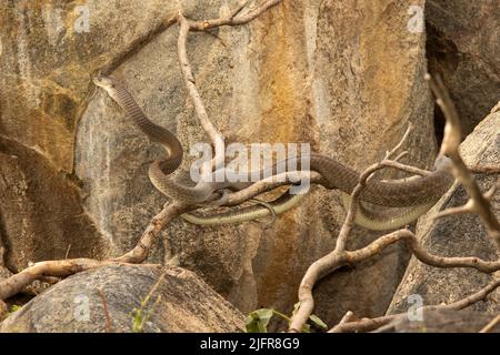 Die Schwarze Mamba ist ein großes, sich sehr schnell bewegendes tagliches Raubtier von Säugetieren und Vögeln. Sie sind auf dem Boden oder in Bäumen gleichermaßen zu Hause. Stockfoto