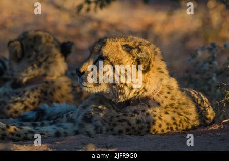 Ein Geparden (Acinonyx jubatus), der auf einem verschwommenen Hintergrund in einem Naturschutzgebiet von Okonjima liegt Stockfoto