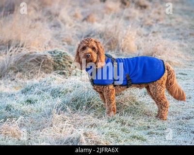 Ein roter Kakaohund, der während einer Porträtsitzung im Freien auf einem frostigen Feld aufmerksam steht Stockfoto