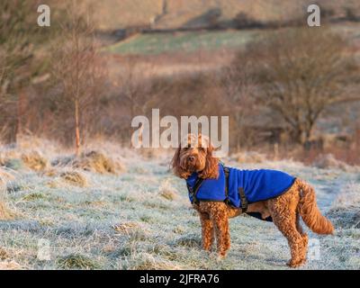 Ein roter Kakaohund, der während einer Porträtsitzung im Freien auf einem frostigen Feld aufmerksam steht Stockfoto