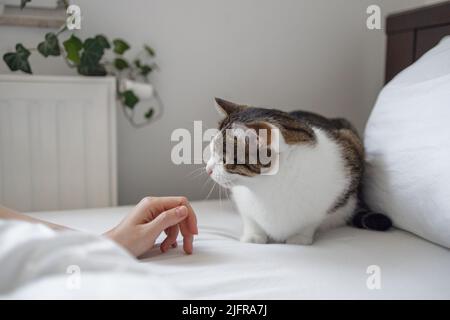 Nahaufnahme der Hände einer Frau, die eine weißgraue Katze berühren, die auf dem Bett liegt, selektiver Fokus. Liebe zum Haustier. Stockfoto