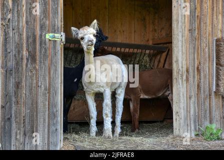 Alpaka, Tier, Pako, Kamelart, Wolle, Tier, Art, Huacaya, Suri, Fluchttier, Peru, Kamel, Stall, Fressen, Futter, Faser, Haar, gekräuselt, klein, niedli Stockfoto