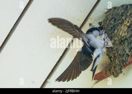 Haus martin, Delichon urbica, füttert die Küken im Nest, Jokkmokk County, Schwedisch Lappland, Schweden Stockfoto