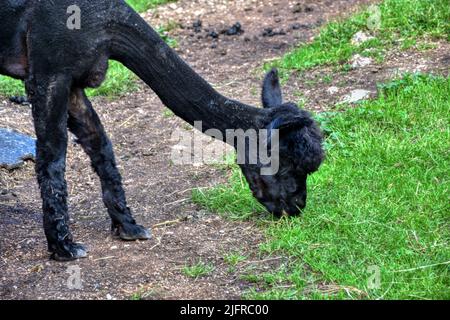 Alpaka, Tier, Pako, Kamelart, Wolle, Tier, Art, Huacaya, Suri, Fluchttier, Peru, Kamel, Stall, Fressen, Futter, Faser, Haar, gekräuselt, klein, niedli Stockfoto