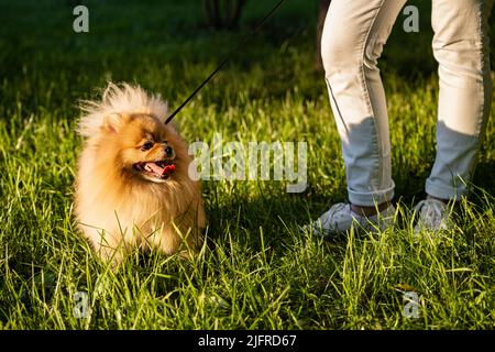 Der Spitz-Hund steht an der Leine neben den Füßen des Besitzers Stockfoto