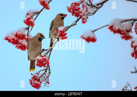 Bohemian waxwing, Bombycilla garrulus sitzt in einem Vogelbeerbaum und frisst Vogelbeeren, im Winter mit Schnee auf dem Baum, gällivare, schwedisch Lappland, Stockfoto