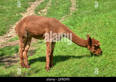 Alpaka, Tier, Pako, Kamelart, Wolle, Tier, Art, Huacaya, Suri, Fluchttier, Peru, Kamel, Stall, Fressen, Futter, Faser, Haar, gekräuselt, klein, niedli Stockfoto