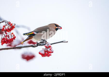 Bohemian waxwing, Bombycilla garrulus sitzt in einem Vogelbeerbaum und frisst Vogelbeeren, im Winter mit Schnee auf dem Baum, gällivare, schwedisch Lappland, Stockfoto