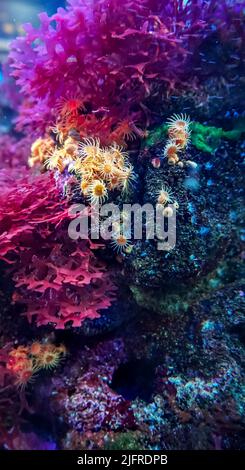 Schönes Nahaufnahme-Bild von bunten Korallenriffen und vielen Pflanzenarten in der Unterwasserwelt des Ozeans. Stockfoto