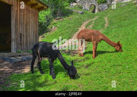 Alpaka, Tier, Pako, Kamelart, Wolle, Tier, Art, Huacaya, Suri, Fluchttier, Peru, Kamel, Stall, Fressen, Futter, Faser, Haar, gekräuselt, klein, niedli Stockfoto