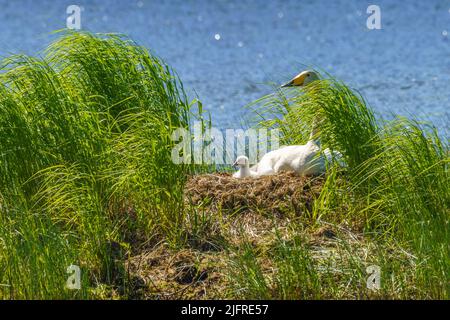 Singschwäne, Cygnus cygnus mit Küken am Nest in einem See, Landkreis boden, provinz norrbotten, Schweden Stockfoto