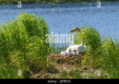 Singschwäne, Cygnus cygnus mit Küken am Nest in einem See, Landkreis boden, provinz norrbotten, Schweden Stockfoto