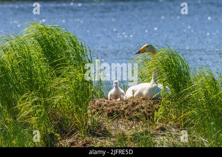 Singschwäne, Cygnus cygnus mit Küken am Nest in einem See, Landkreis boden, provinz norrbotten, Schweden Stockfoto