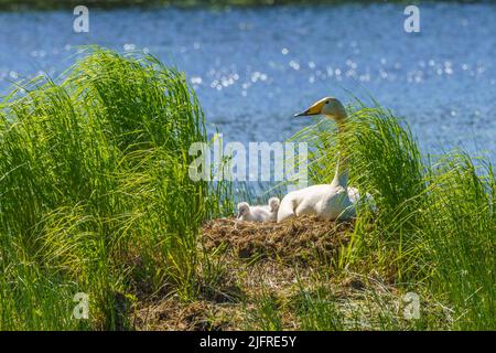 Singschwäne, Cygnus cygnus mit Küken am Nest in einem See, Landkreis boden, provinz norrbotten, Schweden Stockfoto