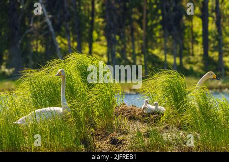 Singschwäne, Cygnus cygnus mit Küken am Nest in einem See, Landkreis boden, provinz norrbotten, Schweden Stockfoto