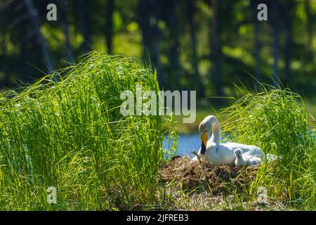 Singschwäne, Cygnus cygnus mit Küken am Nest in einem See, Landkreis boden, provinz norrbotten, Schweden Stockfoto