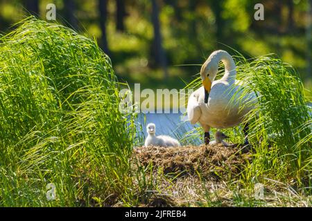 Singschwäne, Cygnus cygnus mit Küken am Nest in einem See, Landkreis boden, provinz norrbotten, Schweden Stockfoto