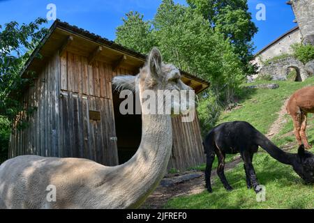 Alpaka, Tier, Pako, Kamelart, Wolle, Tier, Art, Huacaya, Suri, Fluchttier, Peru, Kamel, Stall, Fressen, Futter, Faser, Haar, gekräuselt, klein, niedli Stockfoto