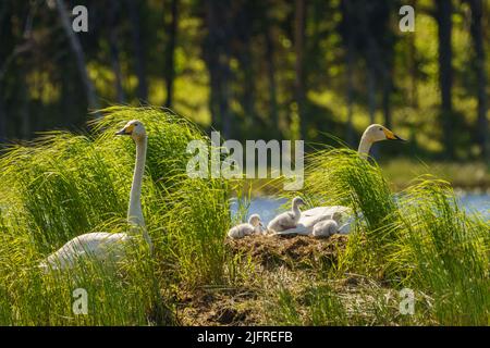 Singschwäne, Cygnus cygnus mit Küken am Nest in einem See, Landkreis boden, provinz norrbotten, Schweden Stockfoto