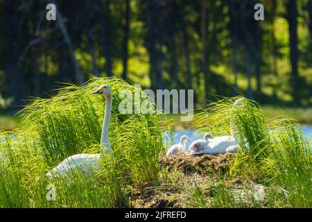 Singschwäne, Cygnus cygnus mit Küken am Nest in einem See, Landkreis boden, provinz norrbotten, Schweden Stockfoto