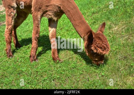 Alpaka, Tier, Pako, Kamelart, Wolle, Tier, Art, Huacaya, Suri, Fluchttier, Peru, Kamel, Stall, Fressen, Futter, Faser, Haar, gekräuselt, klein, niedli Stockfoto