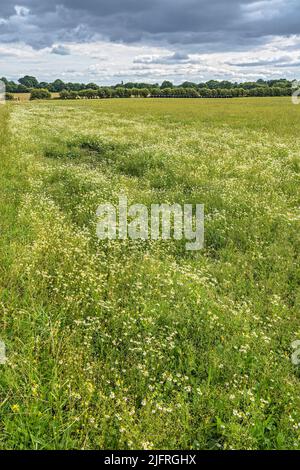 Maikäse (Matricaria perforata), die auf einer Wiese auf einer Bio-Rinderfarm wächst 2021 6413 Stockfoto