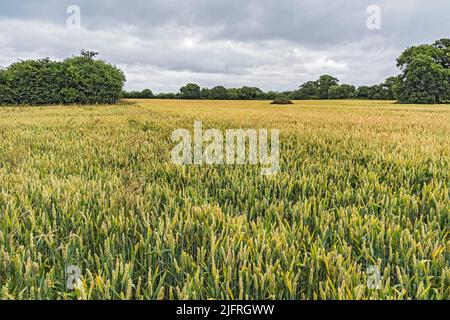 Weizenernte (Triticum aestivum) Reifung in einem landwirtschaftlichen Feld, Großbritannien, Juli 2021 Stockfoto