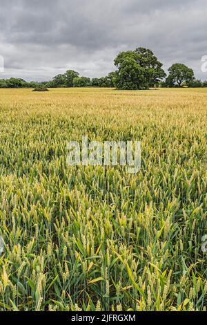 Weizenernte (Triticum aestivum) Reifung in einem landwirtschaftlichen Feld, Großbritannien, Juli 2021 Stockfoto