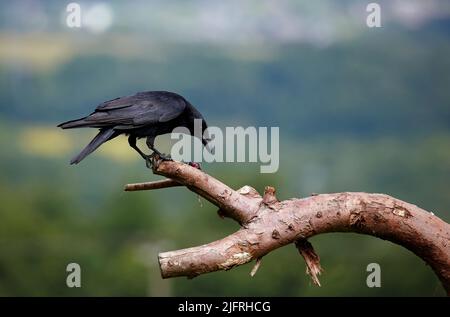 Aaskrähe, die mit einer Maus auf einem Ast thront Stockfoto