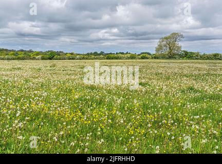 Das Feld der Löchenkerne (Taraxacum-Arten) wurde im Mai 2021 auf dem Biobauernhof in der britischen Firma Hechhire zur Saatgut gebracht Stockfoto