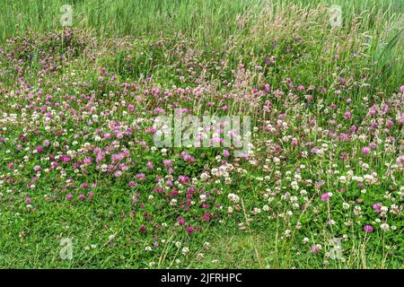 Rotklee (Trifolium pratense) und Weißklee (Trifolium repens) wachsen am Ufer der Dee-Mündung in der Nähe von Hoylake Wirral UK Juli 2021 Stockfoto