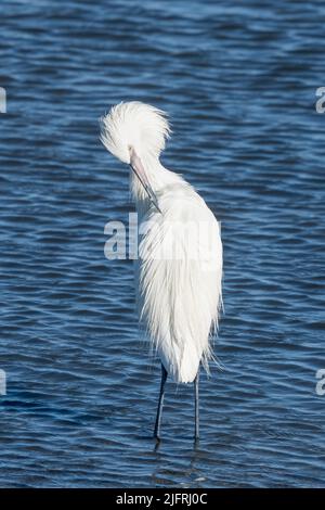 Ein weißer, rötlich schimmernder Reiher, Egretta rufescens, der im seichten Wasser der Laguna Madre, South Padre Island, Texas, aufblüht. Stockfoto