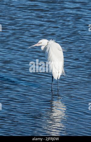 Ein weißer, rötlich schimmernder Reiher, Egretta ufescens, der im seichten Wasser der Laguna Madre, South Padre Island, Texas, steht. Stockfoto