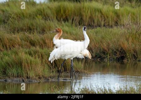 Ein Erwachsener und ein unreifer Whooping Crane, Grus americana, im Aransas National Wildlife Refuge in Texas. Stockfoto