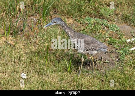 Ein unreifer, gelber Nachtreiher, der in der Vegetation des South Padre Island Birding Center, Texas, nach Beute jagt. Stockfoto