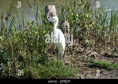 Ein weißer, rötlich-morphter Reiher unter den luftigen Wurzeln schwarzer Mangroven. South Padre Island Birding Center, Texas. Stockfoto