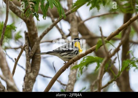 Ein Gelbkehlsänger, Setophaga dominica, in einem Baum im South Padre Island Birding Center in Texas. Stockfoto