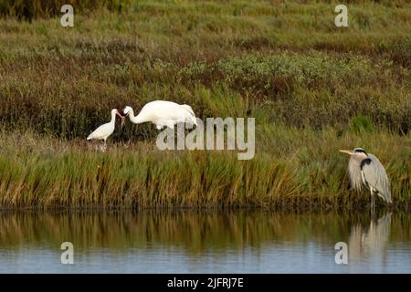 Ein erwachsener Kranich, Grus americana, Great Blue Heron und White Ibis. Arranas National Wildlife Refuge in Texas. Stockfoto