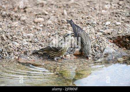 Paar Kreuzvögel oder Loxia curvirostra, Trinkwasser in einem Teich. Stockfoto