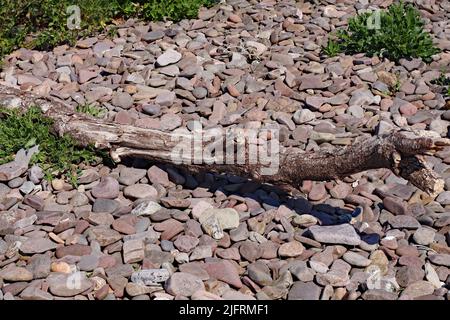 Ein Treibholz-Baumstamm am Kiesstrand bei Blue Anchor in Somerset, England Stockfoto