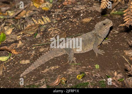 Tuatara (Sphenodon punctatus) Neuseeland endemisch. Einziger Überlebender des Ordens Sphenodontia, der vor 200 Millionen Jahren lebte., Credit:Robin Bush / Ava Stockfoto